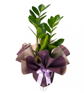 Zamia (ZZ Bitkisi)